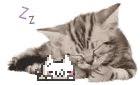 sleepy cat